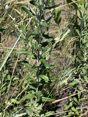 Athrixia phylicoides