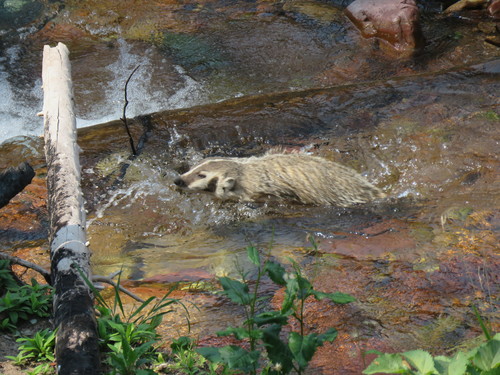 American Badger photographed in Montana