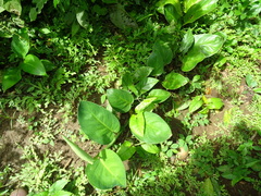 Epipremnum aureum