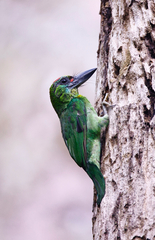Red-Throated Barbet photo 2