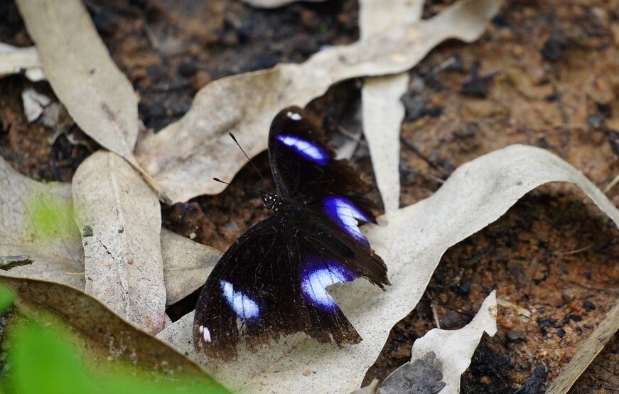 Great Eggfly