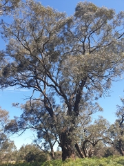 Eucalyptus fulgens
