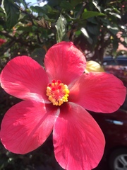 Hibiscus