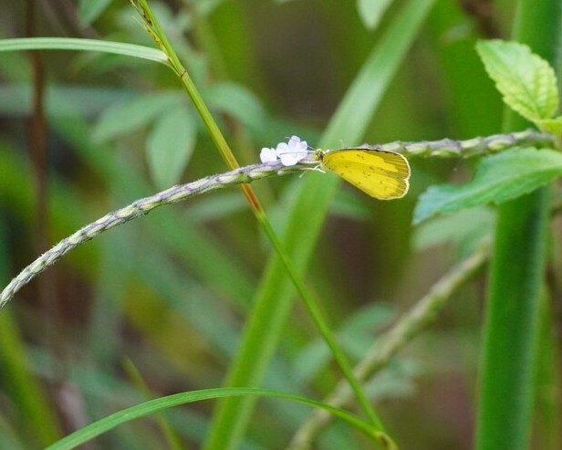 Common Grass Yellow