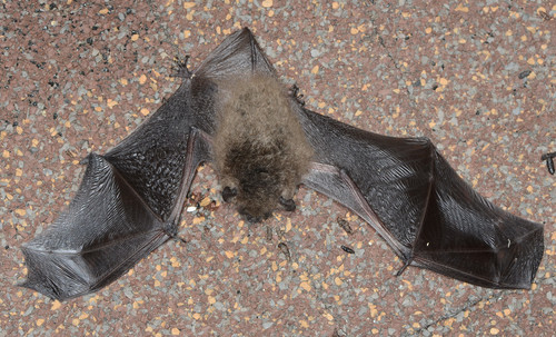 Myotis yumanensis