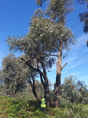 Eucalyptus fulgens