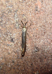 Coleophora mayrella