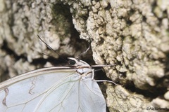 Morpho polyphemus polyphemus