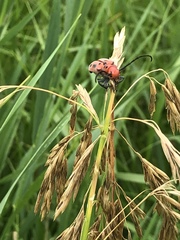 Tetraopes tetrophthalmus