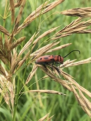 Tetraopes tetrophthalmus