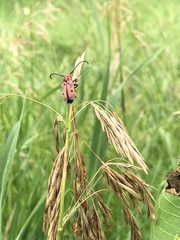 Tetraopes tetrophthalmus
