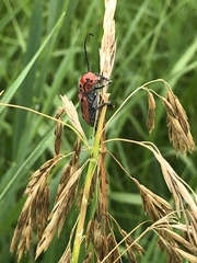 Tetraopes tetrophthalmus