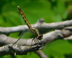 Erythrodiplax basifusca