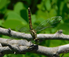 Erythrodiplax basifusca