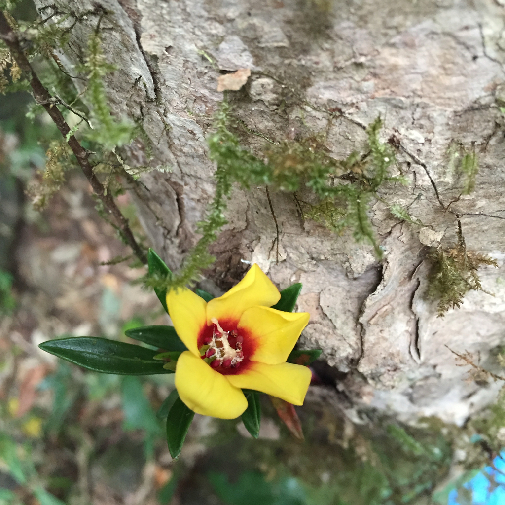 Rhododendron astrophorum