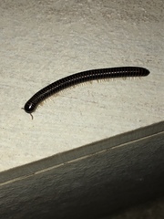 Leptogoniulus sorornus