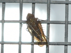 Deltocephalini