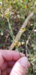 Juncus dubius