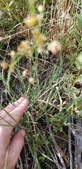 Juncus dubius