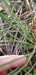 Juncus dubius
