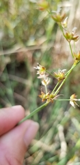 Juncus dubius