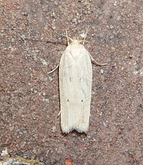 Gonioterma mistrella