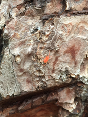 Erythraeoidea