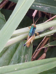 Caryanda spuria