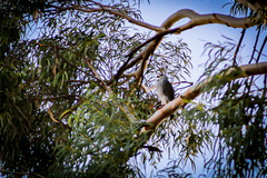Buteo plagiatus