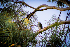 Buteo plagiatus