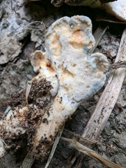 Loweomyces fractipes