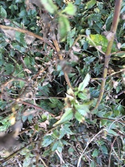 Haloragis erecta erecta