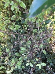 Haloragis erecta erecta