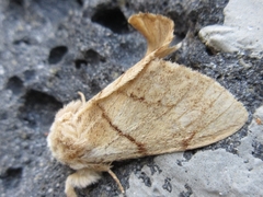 Phalerodonta bombycina