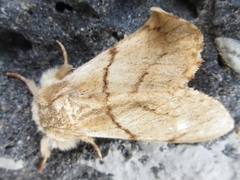 Phalerodonta bombycina