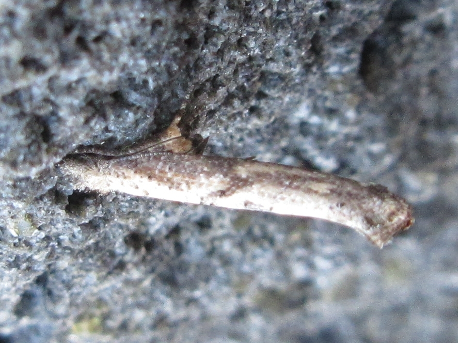 Xyrosaris