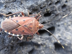 Urochela quadrinotata