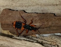 Ectomocoris patricius