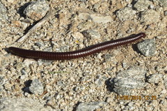 Orthoporus