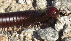 Orthoporus