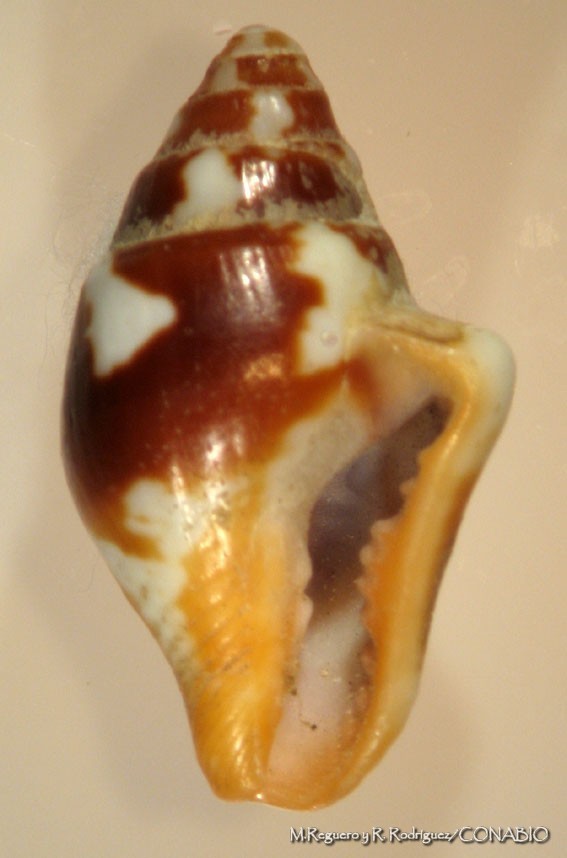 Columbella haemastoma