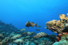 Epinephelus polyphekadion