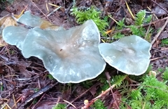 Clitocybe odora pacifica