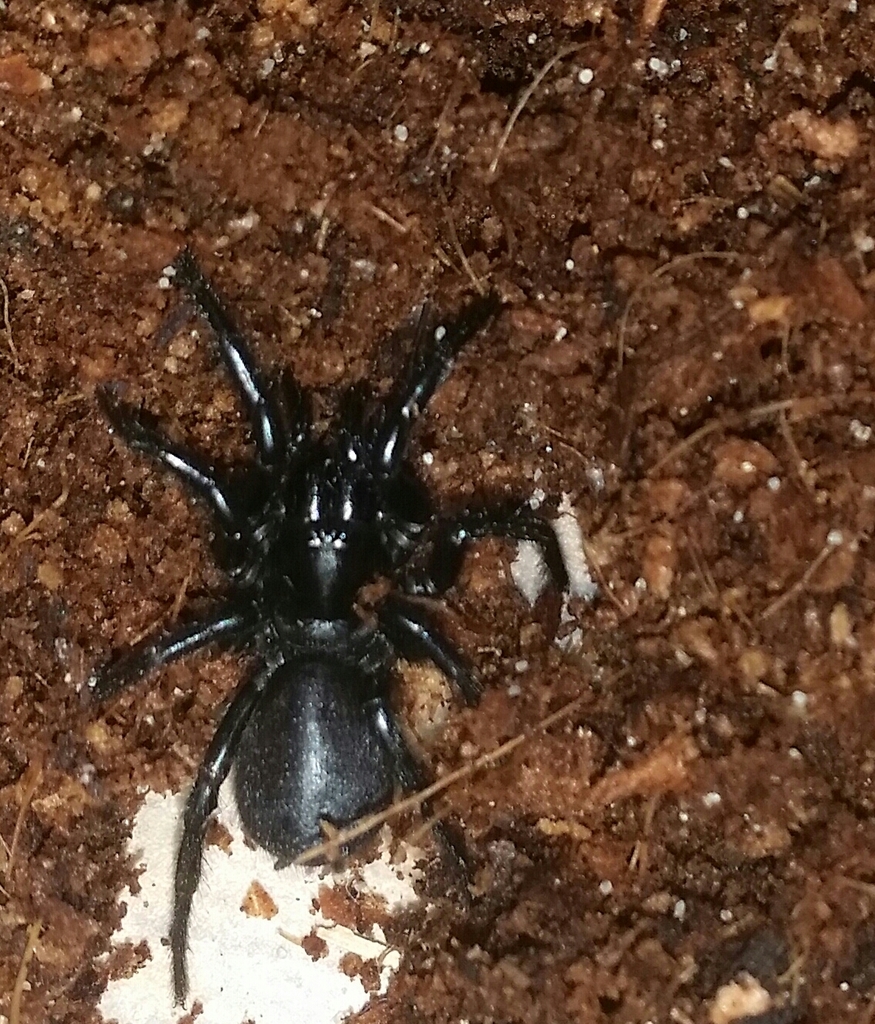 Border Ranges Funnel-web