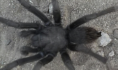 Aphonopelma steindachneri