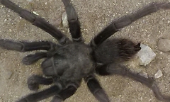 Aphonopelma steindachneri