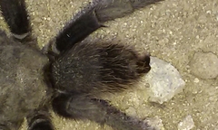 Aphonopelma steindachneri