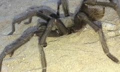 Aphonopelma steindachneri