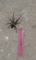 Aphonopelma steindachneri