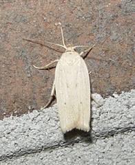 Gonioterma mistrella